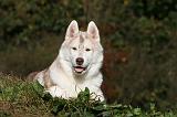 SIBERIAN HUSKY 839